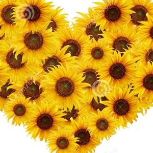 Meet your Posher, Ginger